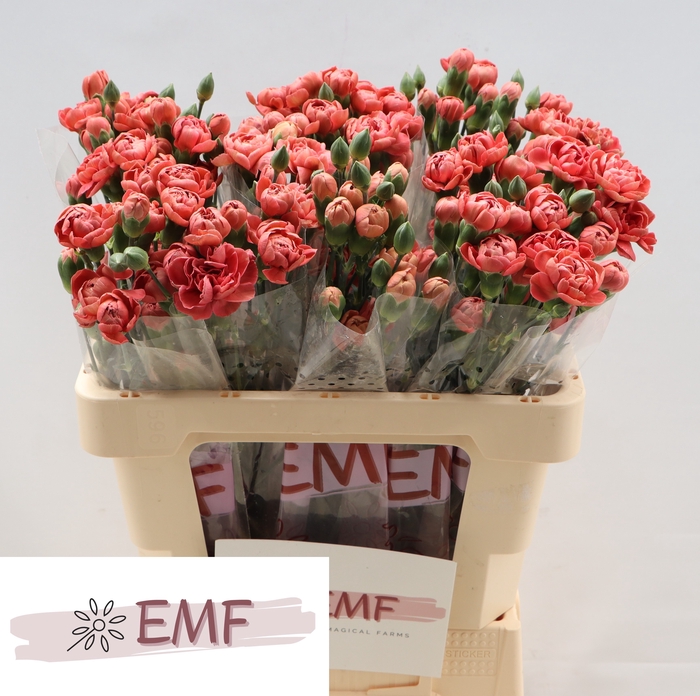 <h4>DI TR MISS TRENDY</h4>