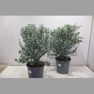 Eucal Gunnii