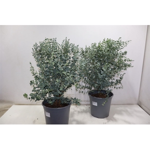 Eucal Gunnii