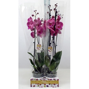 Phalaenopsis   ...