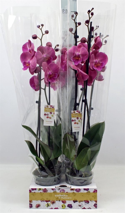 <h4>Phalaenopsis   ...</h4>