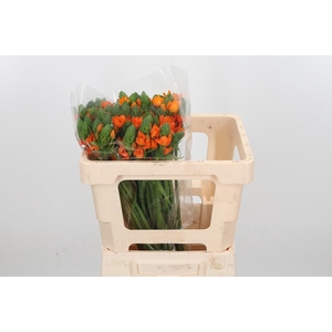 Ornit Db Orange Fire