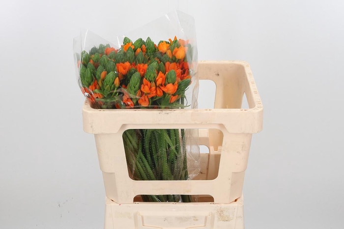 <h4>Ornit Db Orange Fire</h4>