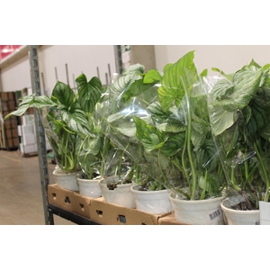 PHILODENDRON MAMEI P18