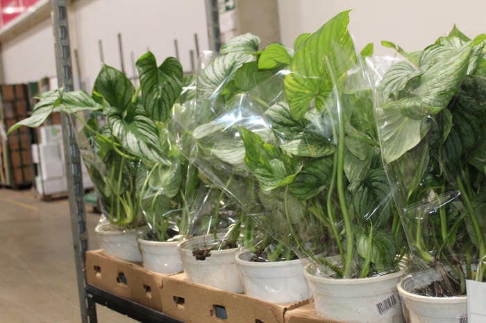 PHILODENDRON MAMEI P18