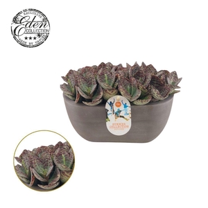 Kalanchoe humilis 25cm Summer Collection