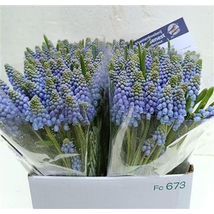 MUSCARI ARMENIACUM