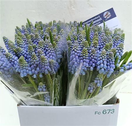 <h4>MUSCARI ARMENIACUM</h4>