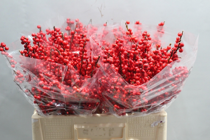 <h4>ILEX VE RODE BES</h4>