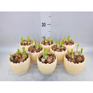 Arr.  Narcissus Tete Tete L%