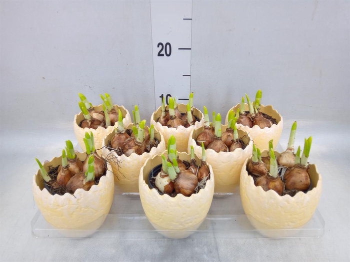 <h4>Arr.  Narcissus Tete Tete L%</h4>