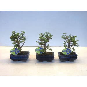 Portulacaria afra, 15 cm., broom, without drip tray