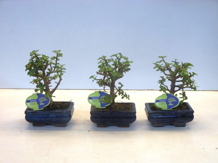 <h4>Portulacaria afra, 15 cm., broom, without drip tray</h4>