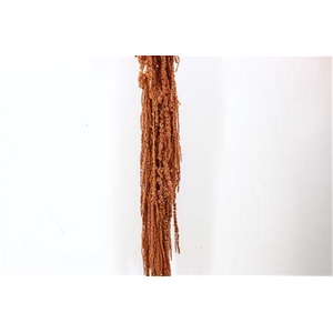 Pres Amaranthus Caud Brown Bunch