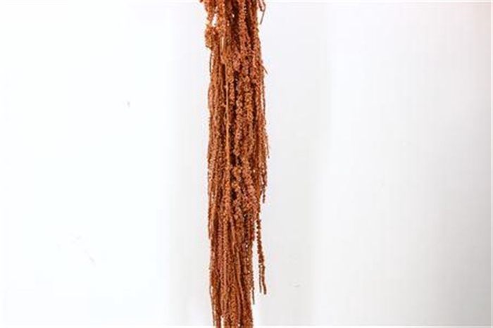 <h4>Pres Amaranthus Caud Brown Bunch</h4>