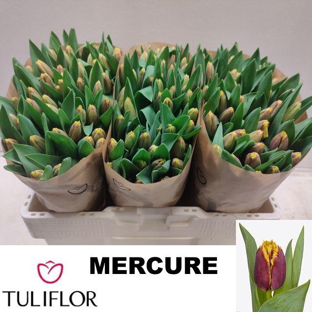 <h4>TU FR MERCURE</h4>