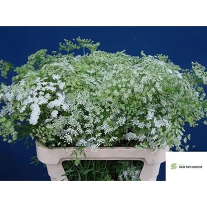 Ammi Majus