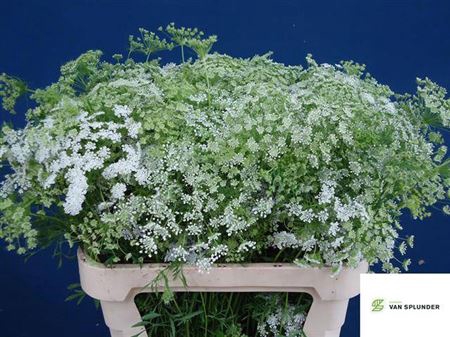 <h4>Ammi Majus</h4>