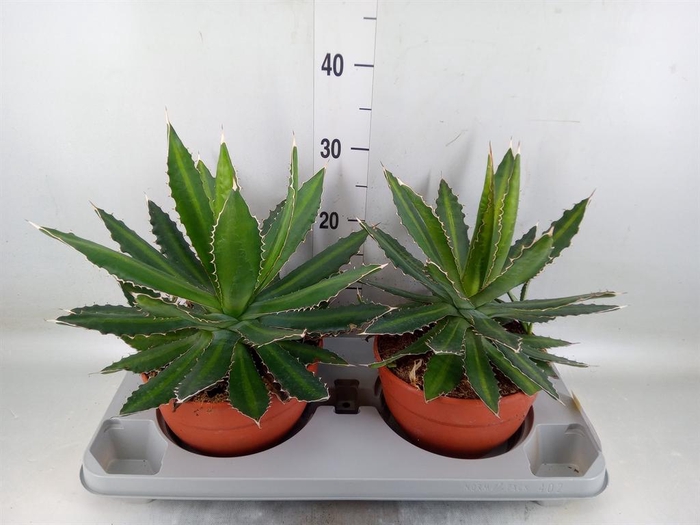 <h4>Agave lophantha</h4>