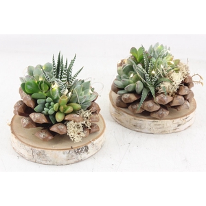 arr3 AD - Dennenappel op schijf LED