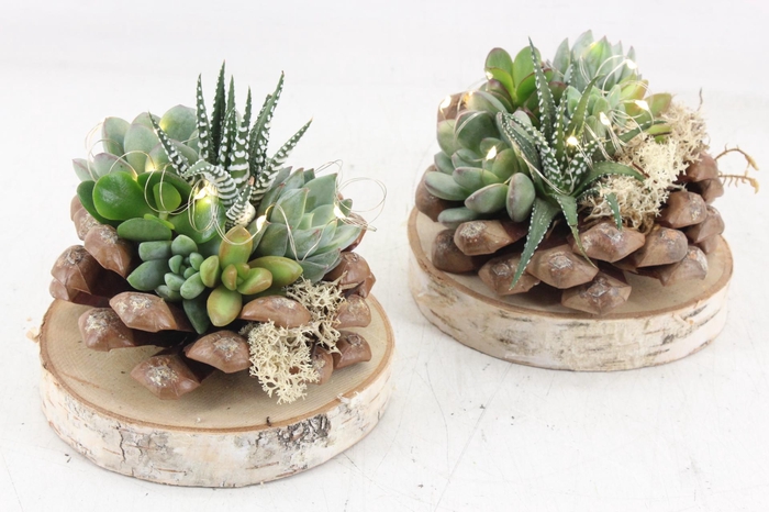 <h4>arr3 AD - Dennenappel op schijf LED</h4>