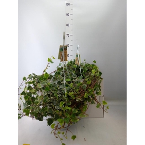 Hedera helix 'White Wonder'