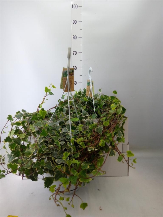 <h4>Hedera helix 'White Wonder'</h4>