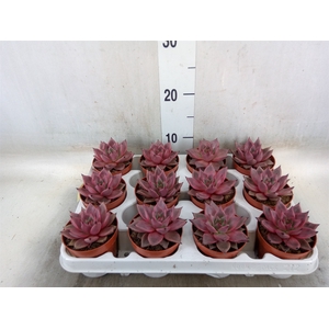 Echeveria  'Taurus'
