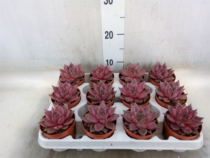 <h4>Echeveria  'Taurus'</h4>