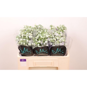 DELPH EL TRITON LAVENDER