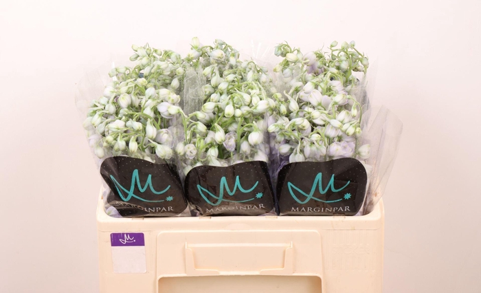 <h4>DELPH EL TRITON LAVENDER</h4>