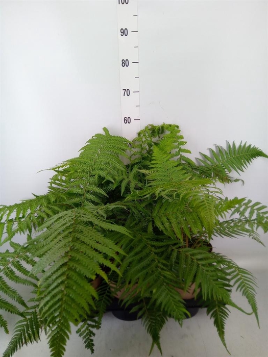 <h4>Dicksonia antarctica</h4>