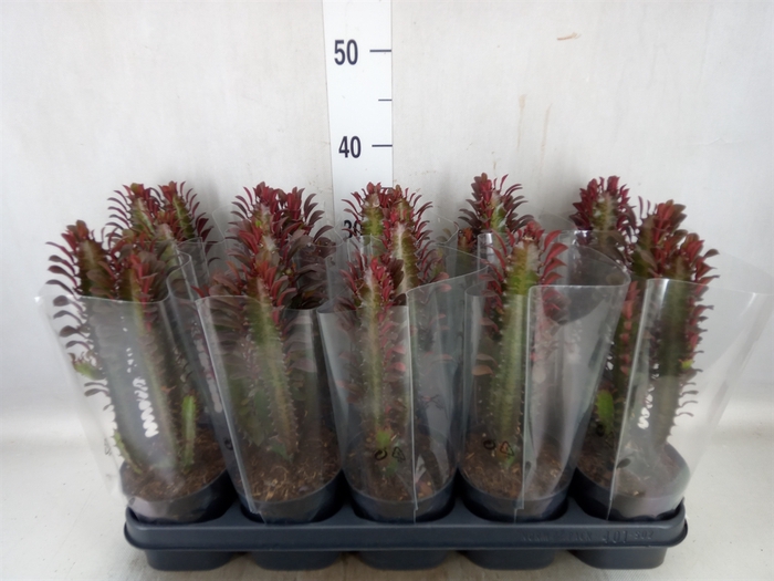 Euphorbia trigona 'Rubra'