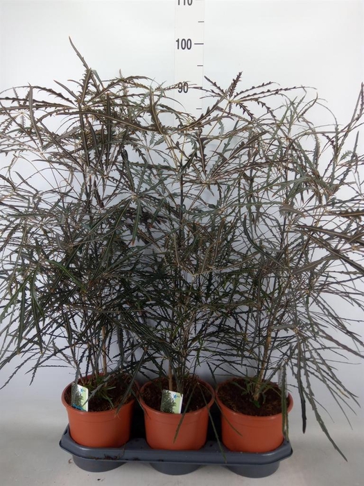 <h4>Dizygotheca eleg.</h4>