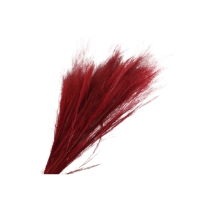 Agrostis Red