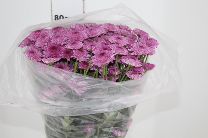 <h4>CRISANTEMO SANTINI ORIZABA 080 CM</h4>