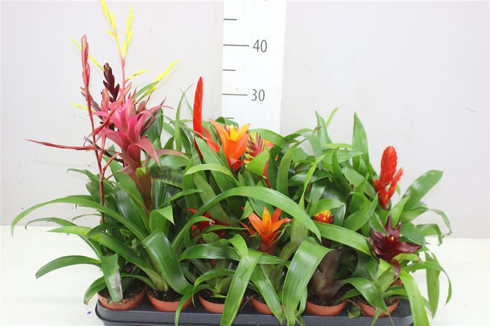 <h4>Bromelia Gemengd</h4>