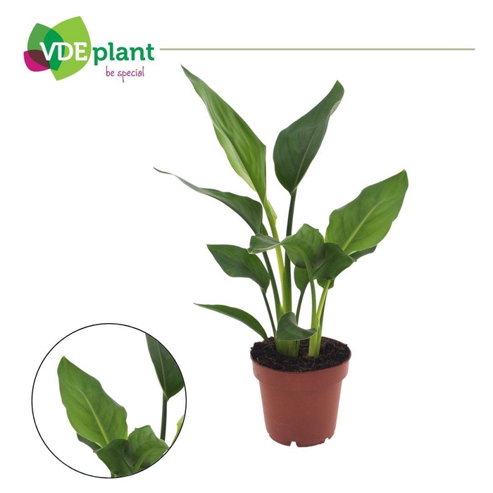 <h4>Strelitzia Reginea 2pp</h4>