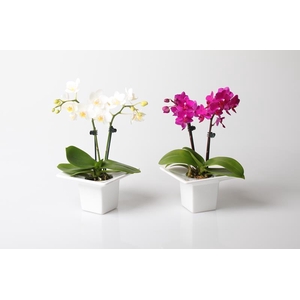 PHALAENOPSIS-HYBRID p6 2t vierkant