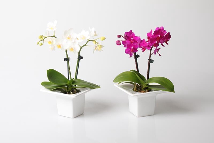 <h4>PHALAENOPSIS-HYBRID p6 2t vierkant</h4>