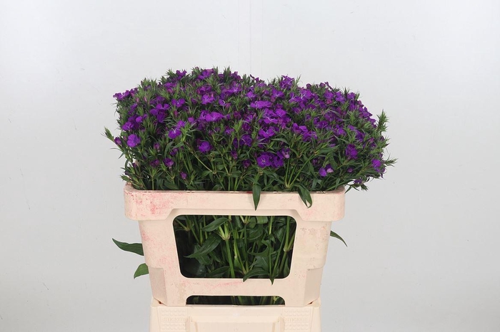 <h4>Di Barb Am Neon Purple</h4>