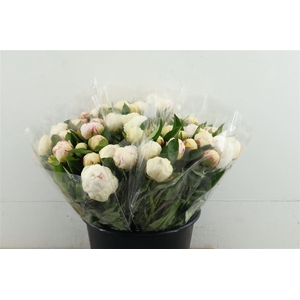 Paeo L Mary Nicholls 45cm