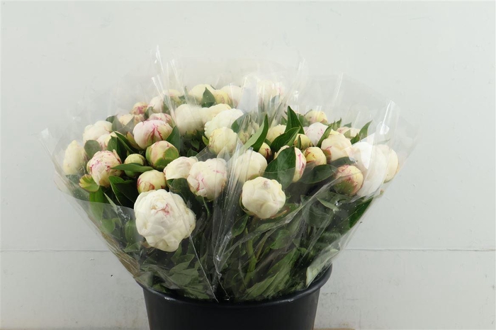 <h4>Paeo L Mary Nicholls 45cm</h4>