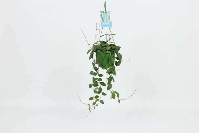 <h4>HangonGreen Hoya Burtoniae 14 cm</h4>