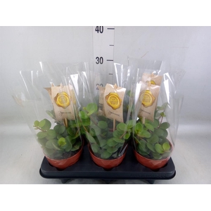 Peperomia tetraphylla 'Hope'