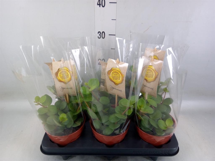 <h4>Peperomia tetraphylla 'Hope'</h4>