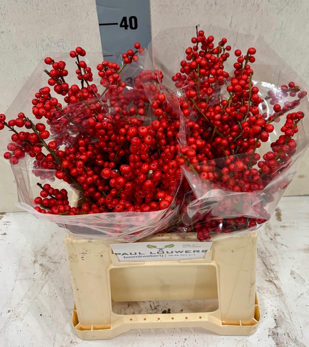 <h4>ILEX VE RODE BES</h4>