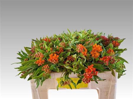 <h4>Ascl Tuberosa</h4>