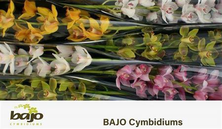 <h4>CYMB T GEM</h4>