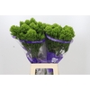 Trachelium Jade